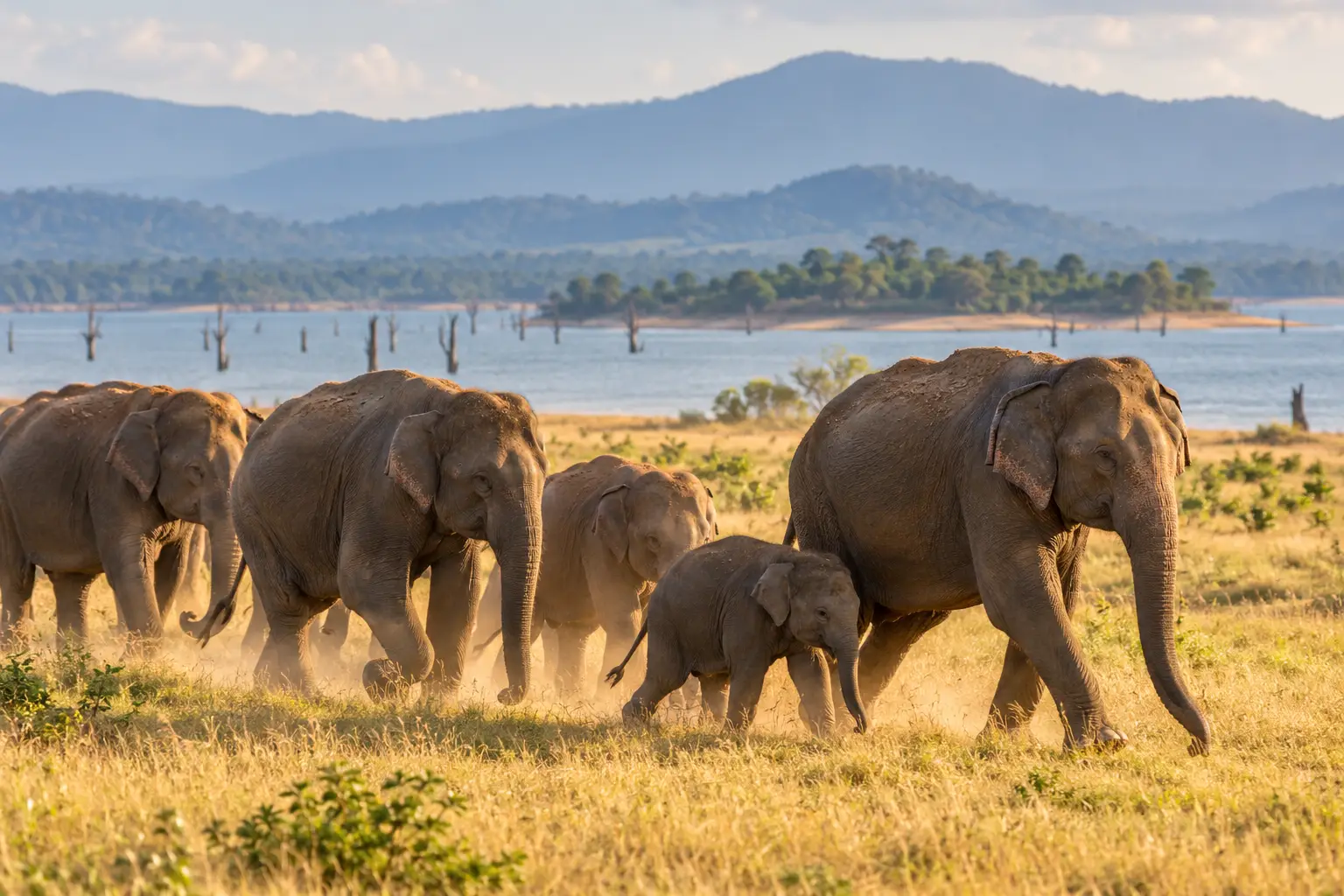 Elephant herd crossing grassland in Udawalawe National Park